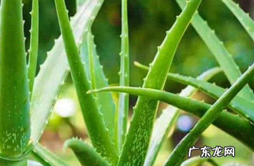 芦荟怎么移植 注意事项