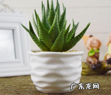 芦荟长黑斑怎么处理 长黑斑的症状和规律