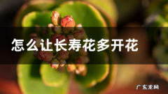 让长寿花多开花方法