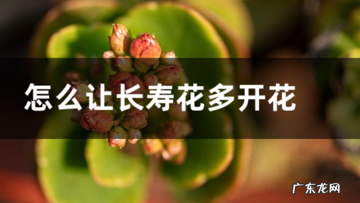 让长寿花多开花方法