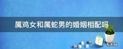属鸡女和属蛇男的婚姻相配吗 属蛇男跟属鸡女的婚姻相配吗