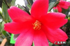 杜鹃茶花怎么养殖