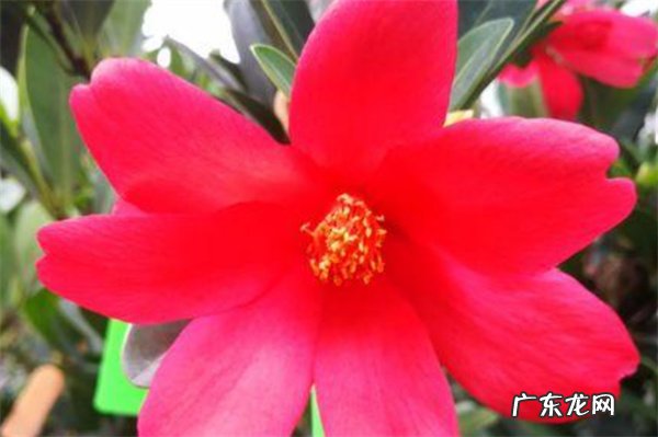 杜鹃茶花怎么养殖