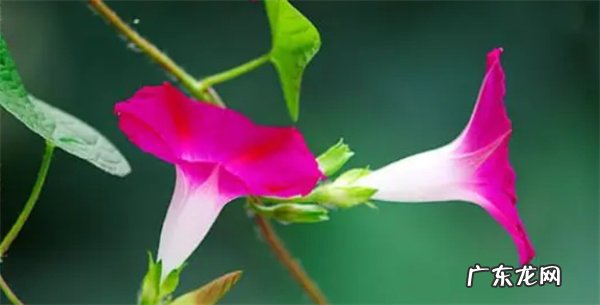 牵牛花喜欢阳光还是阴凉