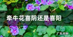 牵牛花喜欢阳光还是阴凉