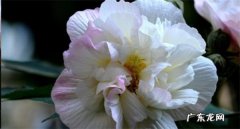 芙蓉花可以吃吗 芙蓉花怎么吃与禁忌