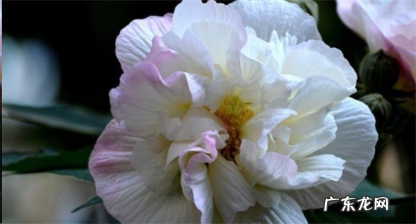 芙蓉花可以吃吗 芙蓉花怎么吃与禁忌