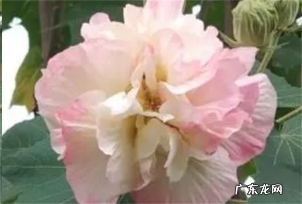 芙蓉花和牡丹花的区别