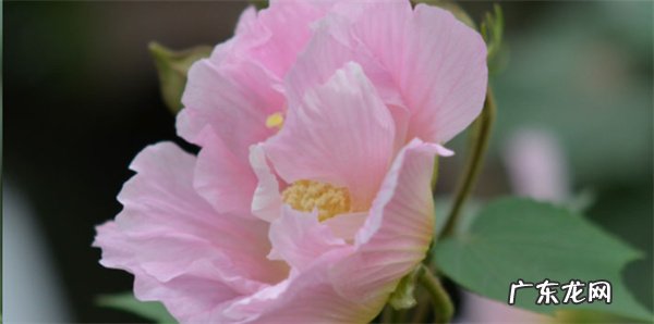 芙蓉花和牡丹花的区别