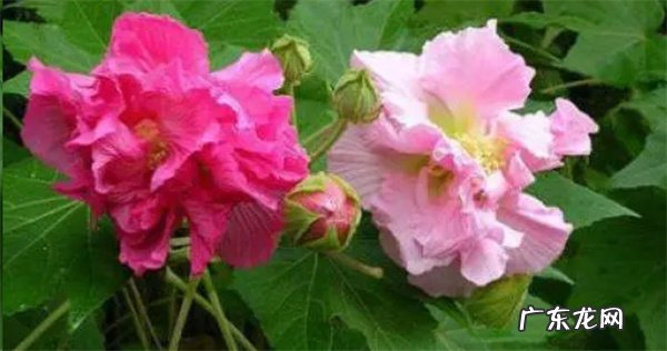 芙蓉花的繁殖方法是什么