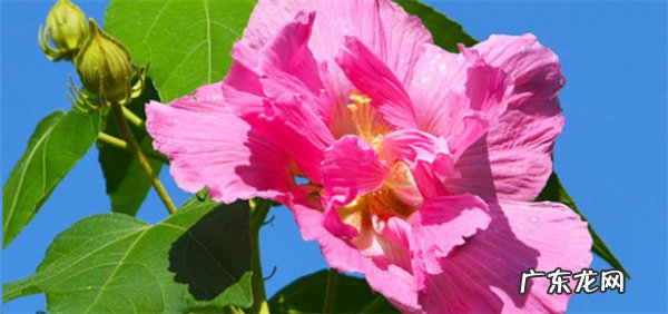 芙蓉花的繁殖方法是什么