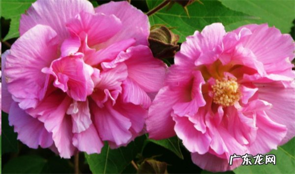 芙蓉花的繁殖方法是什么