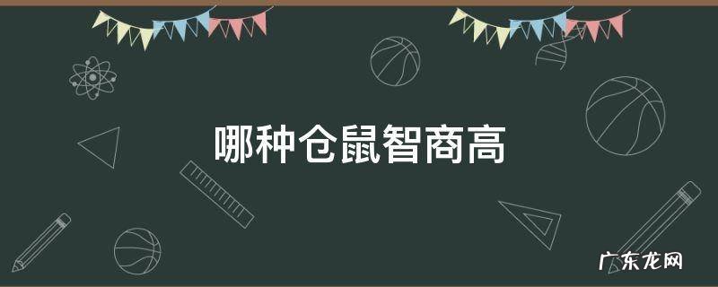 哪种仓鼠智商高 十大高智商仓鼠