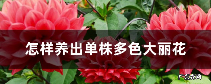 如何养出单株多色大丽花