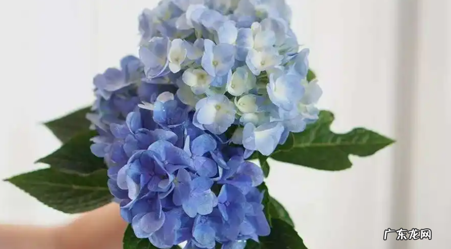 绣球花的家庭养殖方法