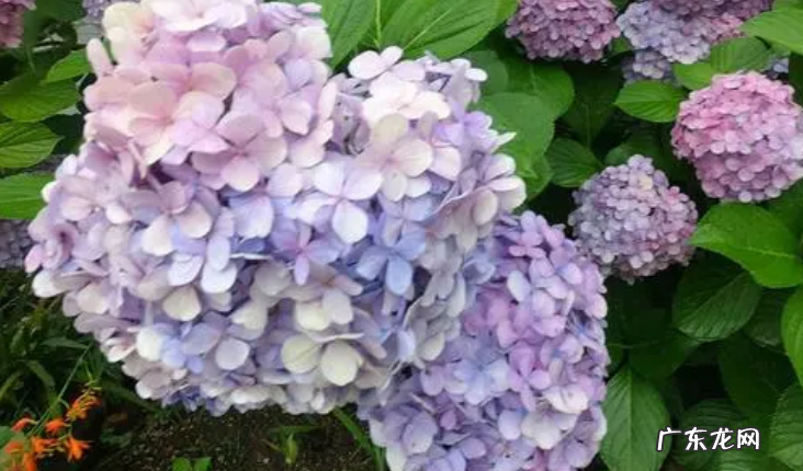 绣球花什么时候开花 附养护方法