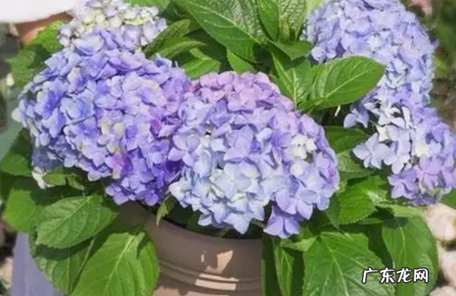 绣球花的花期是什么时候 不开花的原因