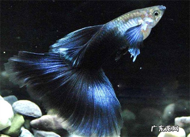 孔雀鱼多久喂食 喂什么食物最好