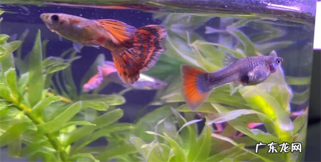 孔雀鱼多久喂食 喂什么食物最好