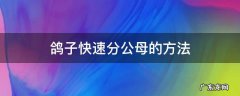 鸽子快速分公母的方法 鸽子分公母最简单方法图片