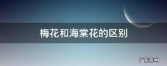 梅花和海棠花的区别 梅花与海棠花的区别
