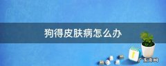 狗得了皮肤病该怎么办 狗得皮肤病怎么办