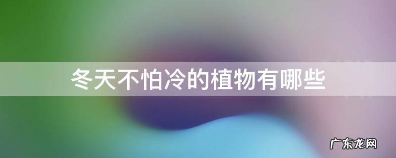 冬天不怕冷的植物有哪些 冬天不怕冷的植物有哪些为什么