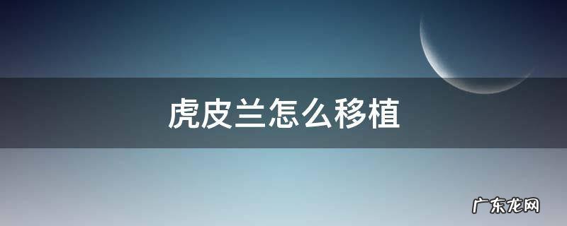 虎皮兰怎么移植,虎皮兰的移植方法 虎皮兰怎么移植