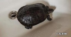 20~30摄氏度 乌龟温度多少合适