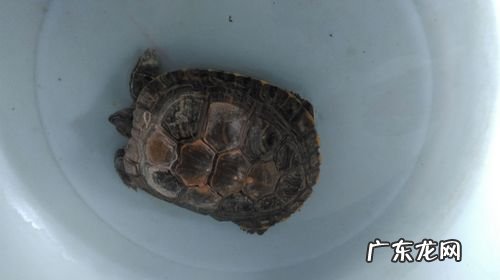 10~11月 乌龟几月份开始不吃东西