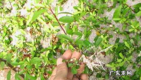 移栽方法 火棘的移栽种植方法