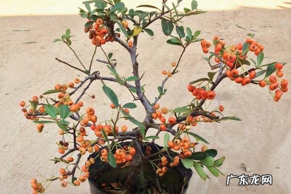 移栽方法 火棘的移栽种植方法