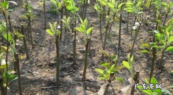 移栽方法 火棘的移栽种植方法