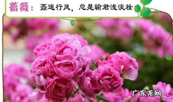 夏天的花朵 生如夏花的夏花是什么意思