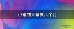 一只小猪长大要几个月 小猪到大猪要几个月