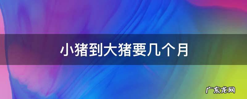 一只小猪长大要几个月 小猪到大猪要几个月