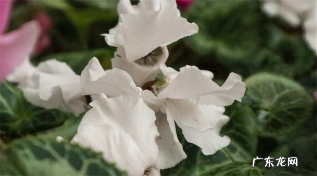 仙客来种子种植方法和注意事项