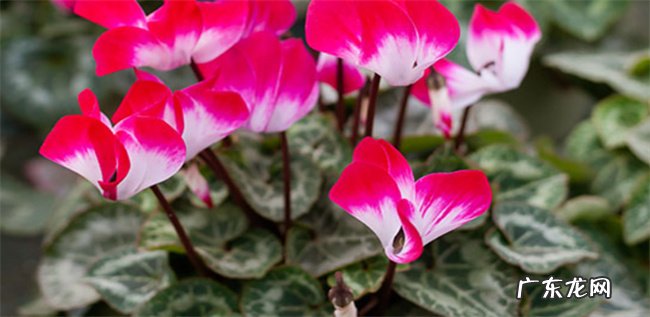 仙客来种植技术 仙客来怎么开花
