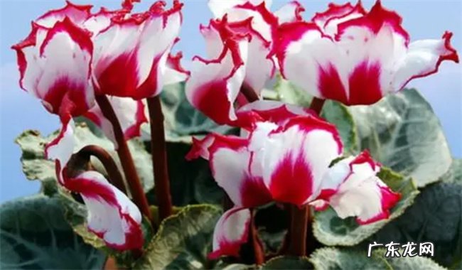 仙客来种植技术 仙客来怎么开花
