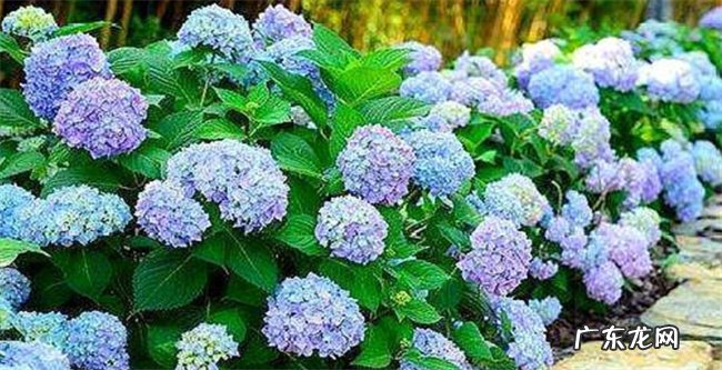 绣球花为何叫招鬼花