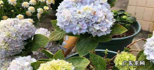 绣球花为何叫招鬼花
