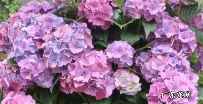 绣球花多久浇一次水