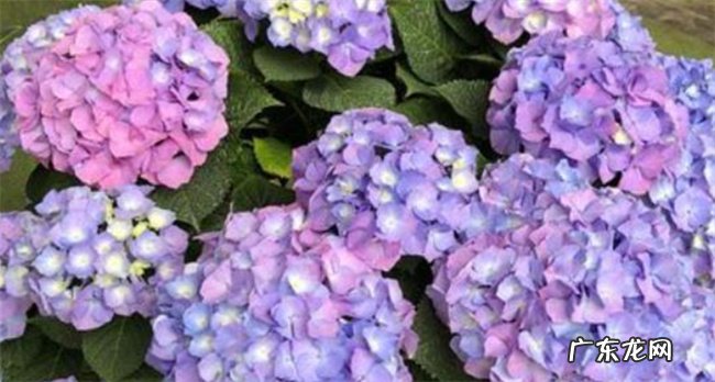 绣球花多久浇一次水