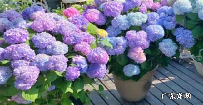 绣球花多久浇一次水