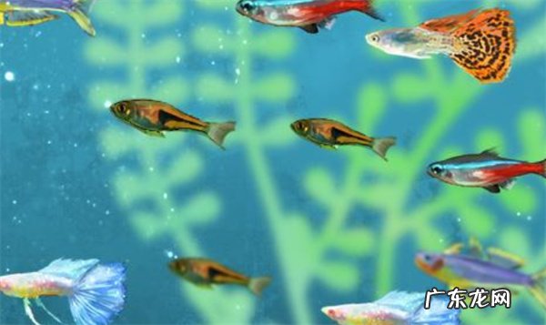 金鱼一直在水底下不动是怎么回事 如何处理