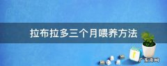 拉布拉多三个月喂养方法 三个半月的拉布拉多怎么喂养?