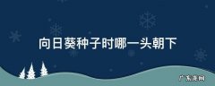 向日葵种子哪头朝上 向日葵种子时哪一头朝下