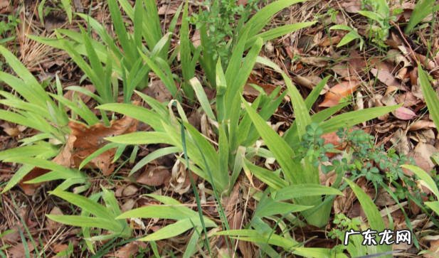 春季末夏季初、秋季种植 鸢尾种植方法和时间