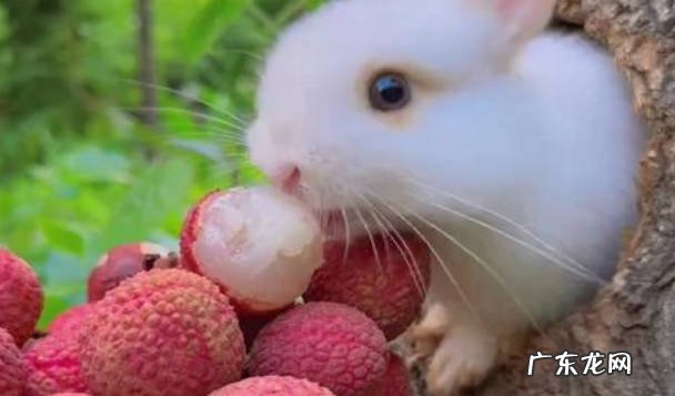 不能 兔子能吃荔枝吗