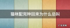 猫咪配完种回来还是叫 猫咪配完种回来为什么总叫